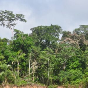 Envira-Amazonien-Projekt - Erhaltung des Tropenwaldes - Brasilien