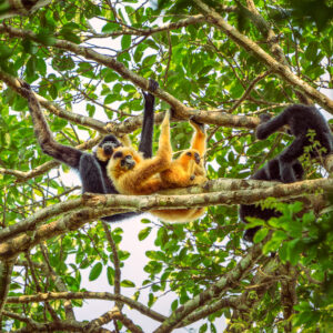 Keo Seima Wildlife Sanctuary - Kambodscha